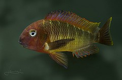 Tropheus moori Red Namansi